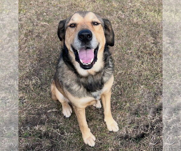 Medium Photo #2 Mutt Puppy For Sale in Winter Park, CO, USA