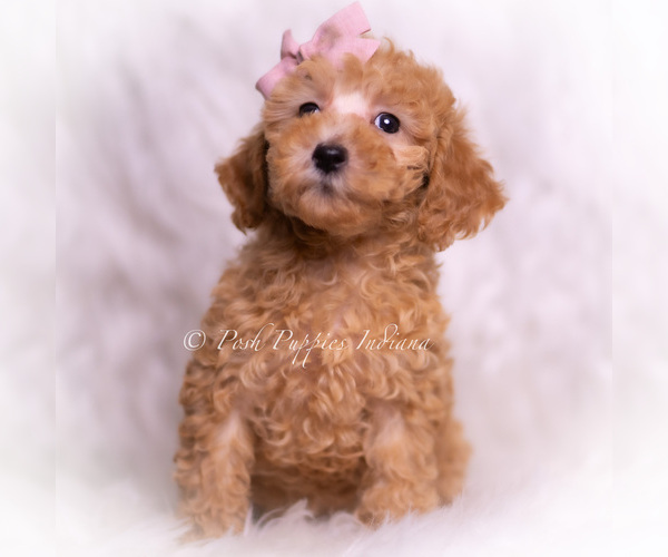 Medium Photo #5 Maltipoo (Toy) Puppy For Sale in WARSAW, IN, USA