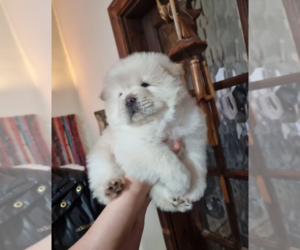 Chow Chow Puppy for sale in SAN FRANCISCO, CA, USA