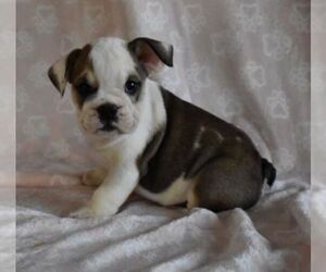 English Bulldog Puppy for sale in MARSHFIELD, MO, USA