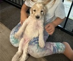 Puppy cinnamon Labradoodle-Poodle (Standard) Mix