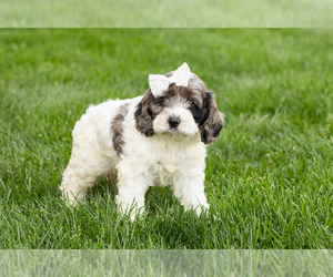 Cockapoo (Miniature) Puppy for sale in NAPPANEE, IN, USA