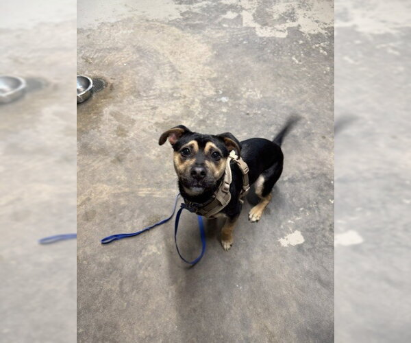 Medium Photo #1 Mutt Puppy For Sale in Tallahassee, FL, USA
