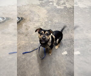 Mutt Dogs for adoption in Tallahassee, FL, USA