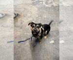 Small Mutt