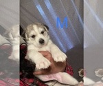 Puppy 4 Siberian Husky