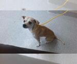 Small Chihuahua
