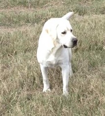 Father of the Labrador Retriever puppies born on 05/06/2018