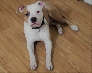 American Staffordshire Terrier Puppy for sale in HAVERSTRAW, NY, USA
