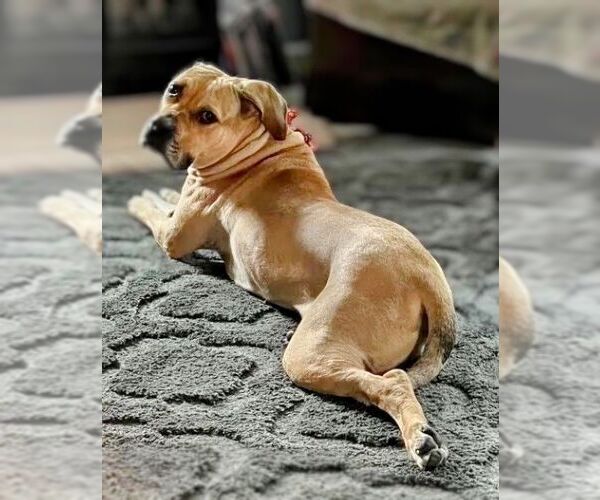 Medium Photo #4 Mastiff-Unknown Mix Puppy For Sale in columbia, SC, USA