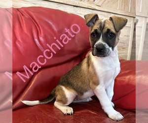 American Bulldog-German Shepherd Dog Mix Puppy for sale in PRIOR LAKE, MN, USA