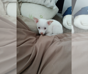 Chihuahua Puppy for sale in STAPLES, MN, USA