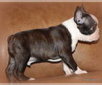 Small Photo #12 Boston Terrier Puppy For Sale in WINNSBORO, TX, USA