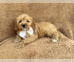 Small Cavapoo (Miniature)