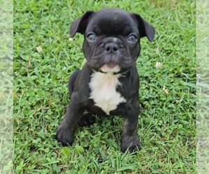 French Bulldog Puppy for sale in IRONTON, OH, USA