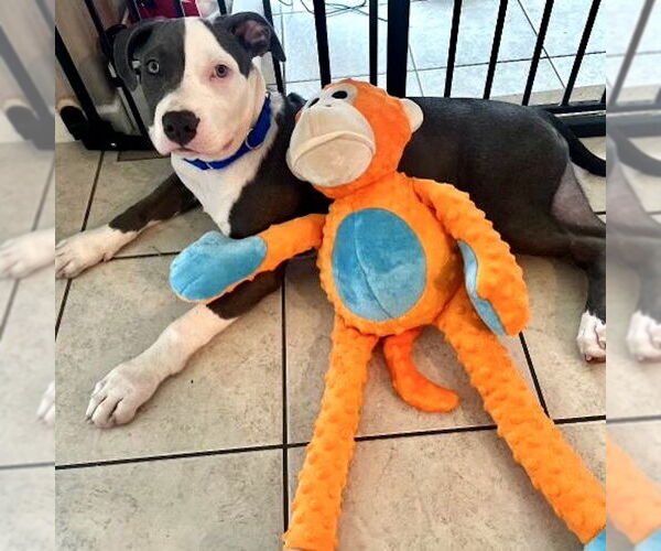 Medium Photo #6 American Staffordshire Terrier-Unknown Mix Puppy For Sale in San Juan Capistrano, CA, USA