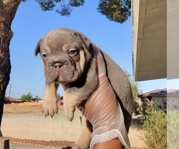Medium Photo #60 French Bulldog Puppy For Sale in SANTA MONICA, CA, USA
