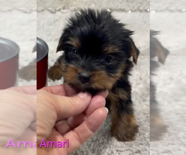 Medium Photo #6 Yorkshire Terrier Puppy For Sale in AZLE, TX, USA