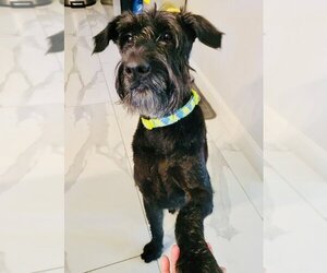 Schnauzer (Giant) Dogs for adoption in Staten Island, NY, USA
