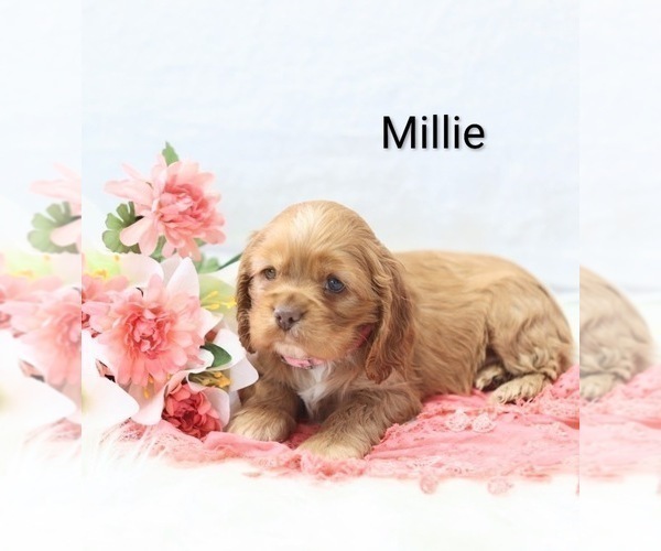 Medium Photo #4 Cocker Spaniel Puppy For Sale in LOYAL, WI, USA