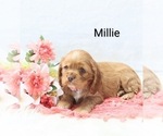 Small Photo #4 Cocker Spaniel Puppy For Sale in LOYAL, WI, USA