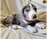 Puppy Sky Daniff