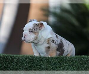 English Bulldog Puppy for sale in LITITZ, PA, USA