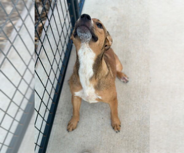 Medium Photo #2 Mutt Puppy For Sale in Oak Bluffs, MA, USA