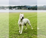 Small Photo #19 Dogo Argentino Puppy For Sale in AUSTIN, TX, USA