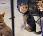 Small Photo #1 Shiba Inu Puppy For Sale in CAMDENTON, MO, USA
