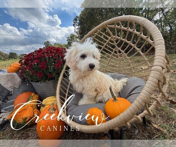 Medium Photo #5 Havachon Puppy For Sale in NIANGUA, MO, USA