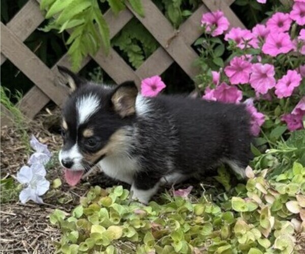 Medium Photo #3 Pembroke Welsh Corgi Puppy For Sale in THORP, WI, USA