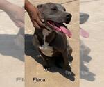 Small American Pit Bull Terrier Mix