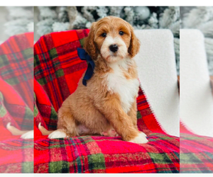 Bernedoodle Puppy for sale in HOUSTON, TX, USA