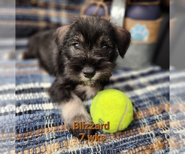 Medium Photo #3 Schnauzer (Miniature) Puppy For Sale in KOKOMO, IN, USA