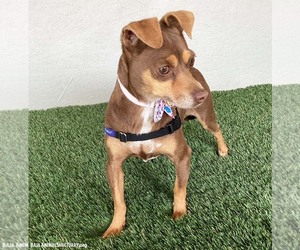 Pixie - Female Miniature Pinscher-Unknown Mix Dog for Adoption - Photo #3
