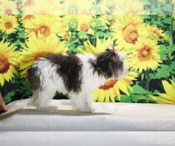 Medium Photo #23 Goldendoodle (Miniature) Puppy For Sale in DYERSBURG, TN, USA