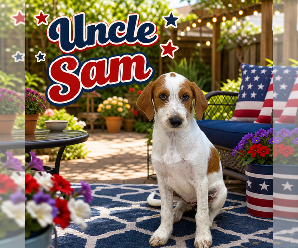 Medium Photo #1 Beagle Puppy For Sale in Menifee, CA, USA