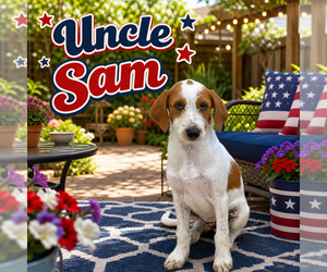 Beagle Dogs for adoption in Menifee, CA, USA