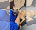 Small Black Mouth Cur