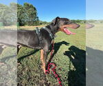 Small #2 Doberman Pinscher