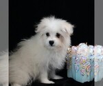 Willow - Female Maltipom Puppy for Sale - Photo #8