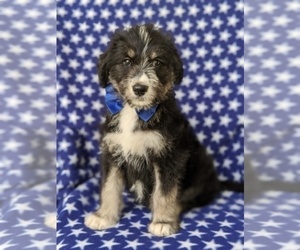 Poodle (Standard)-Siberian Husky Mix Puppy for sale in KIRKWOOD, PA, USA