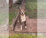 Small #14 American Pit Bull Terrier-American Staffordshire Terrier Mix