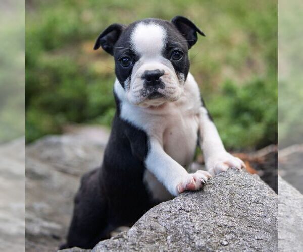 Medium Photo #2 Boston Terrier Puppy For Sale in MANHEIM, PA, USA