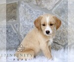 Small #2 Miniature Labradoodle
