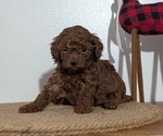Small Photo #55 Poodle (Miniature) Puppy For Sale in GOSHEN, IN, USA