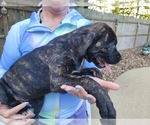 Small Photo #13 Cane Corso Puppy For Sale in HOUSTON, TX, USA
