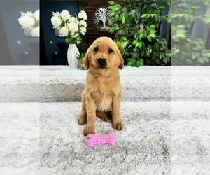 Golden Retriever Puppy for Sale in GREENFIELD, Indiana USA