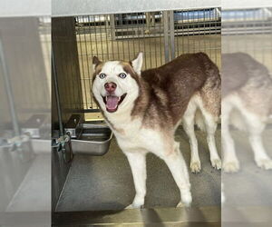 Siberian Husky Dog for Adoption in Downey, California USA